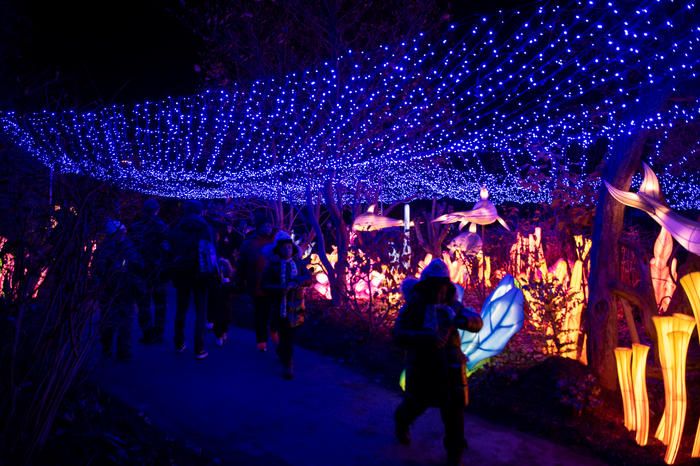 A tunnel of holiday lights at the Bronx Zoo