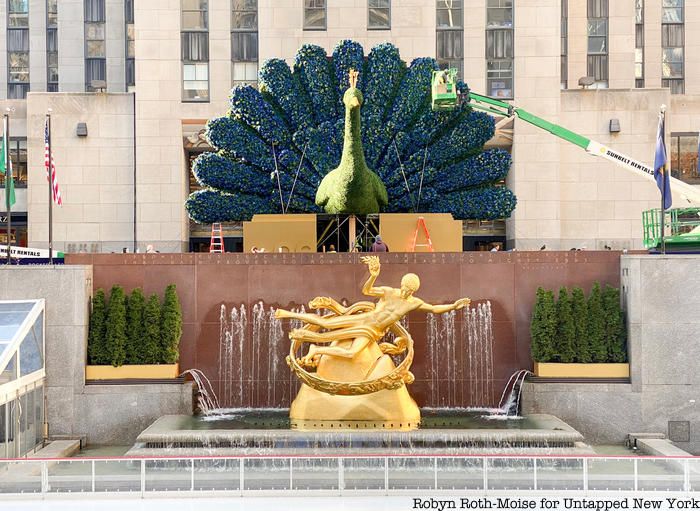 Giant peacock for NBC at Rockefeller Center