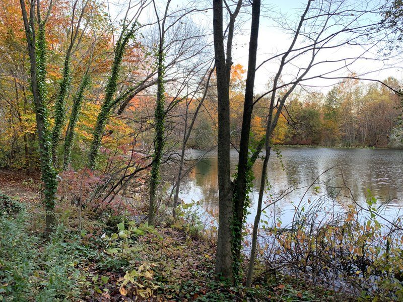 Dog Beach at Prospect Park