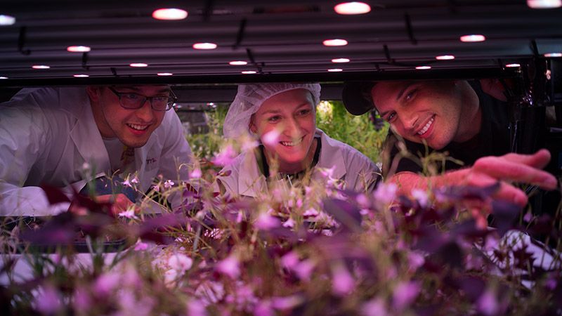 FarmOne hydroponic farm in Tribeca