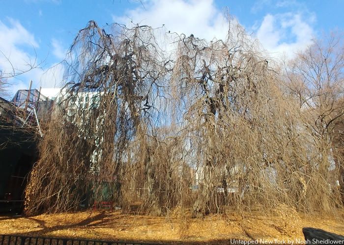 Weeping Beech