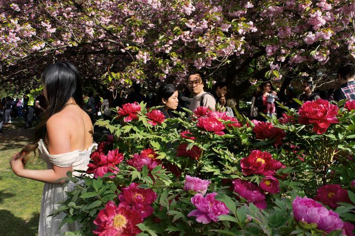 Cherry blossoms at Brooklyn Botanic park photo by Rebecca Webb