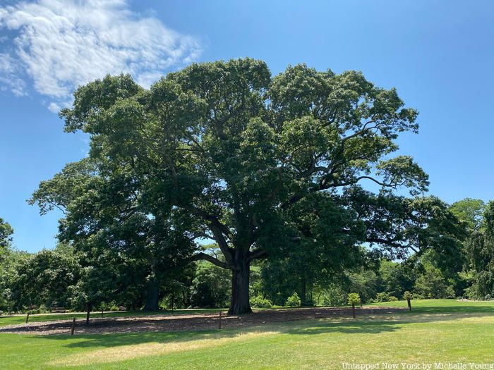 Bayard Cutting Arboretum tree