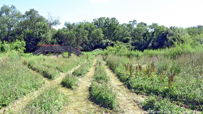 Cover Crop installation photo at Queens County Farm