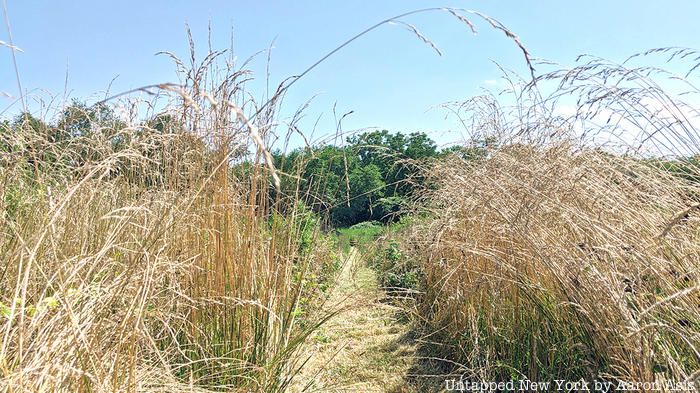 Cover Crop installation photo at Queens County Farm