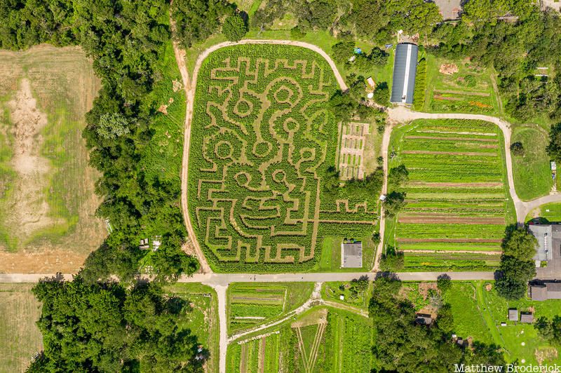 Aerial of Van Gogh Sunflowers corn maze