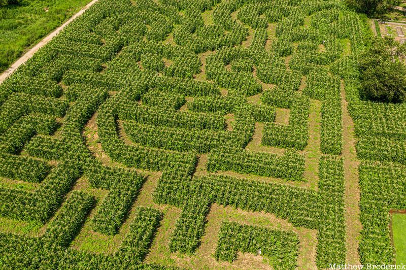 Detail of Van Gogh sunflowers maze at Queens County Farm 