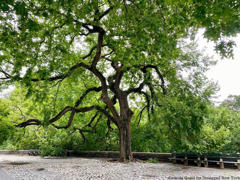 American Elm 