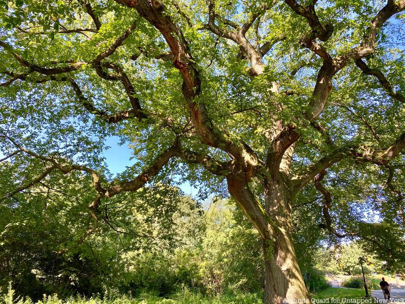 American Elm in Central Park at 97th Street