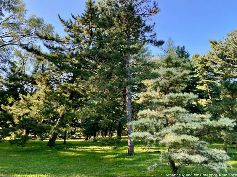 Arthur Ross Pinetum in Central Park