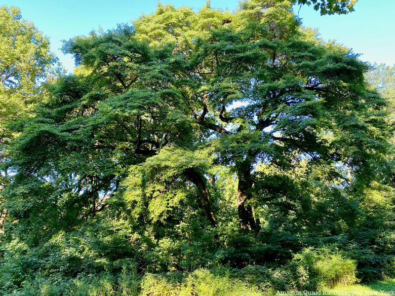 Black Tupolo tree in Central Park