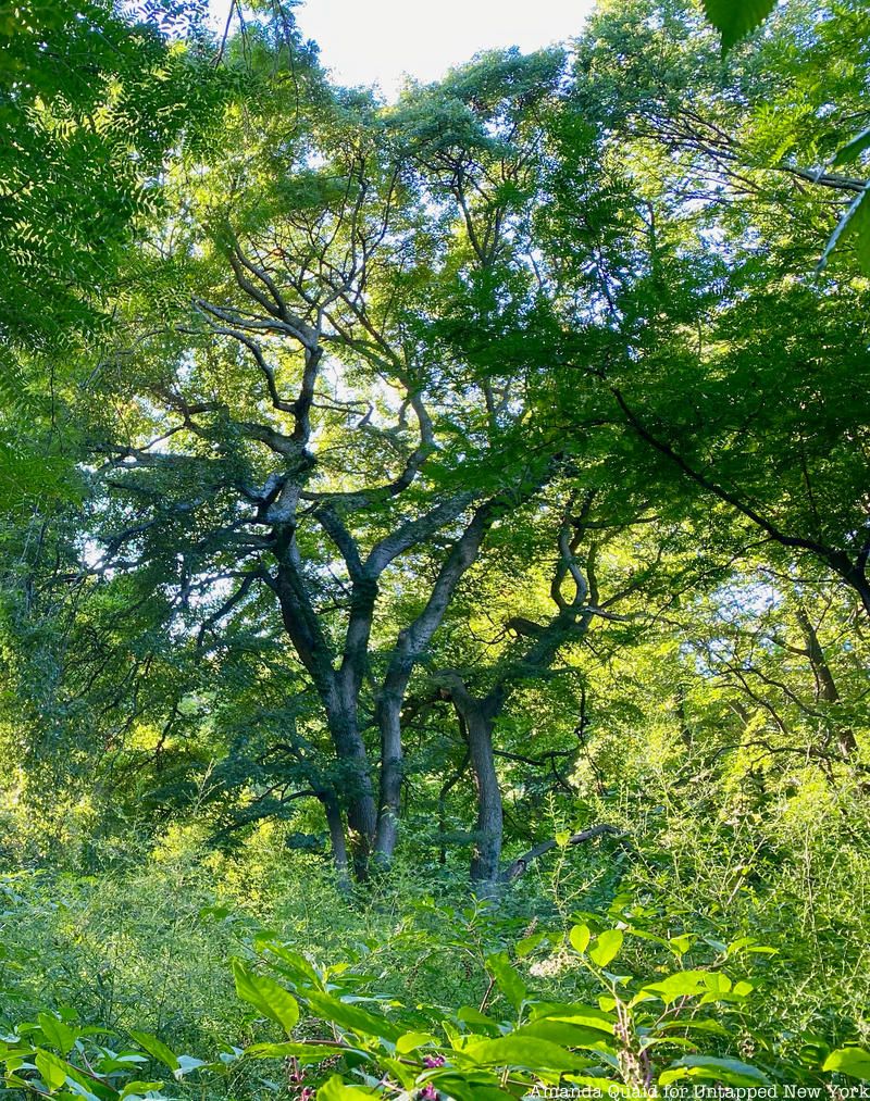 Backside of Black Tupolo tree in Central Park