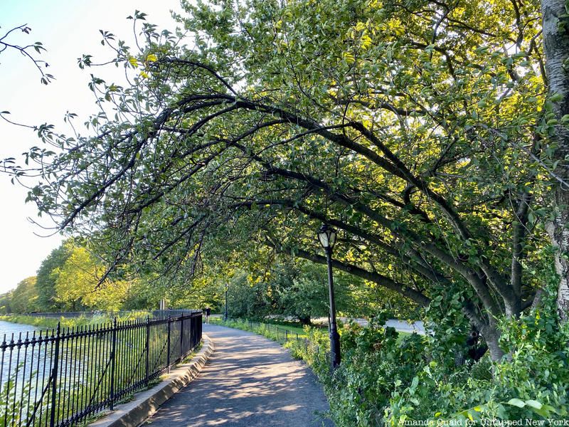 Central Park Trees at Reservoir