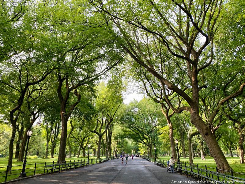 Grove of American Elms in Central Park