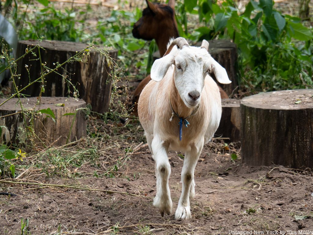 Goat and tree stumps in Stuyvesant Cove Park