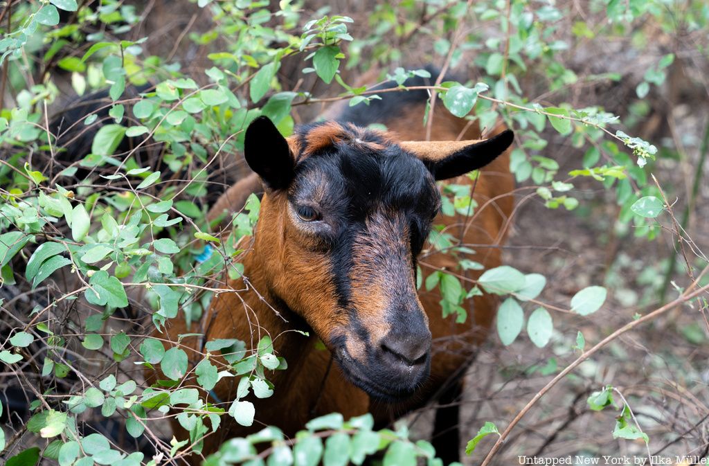 Goat looking left in