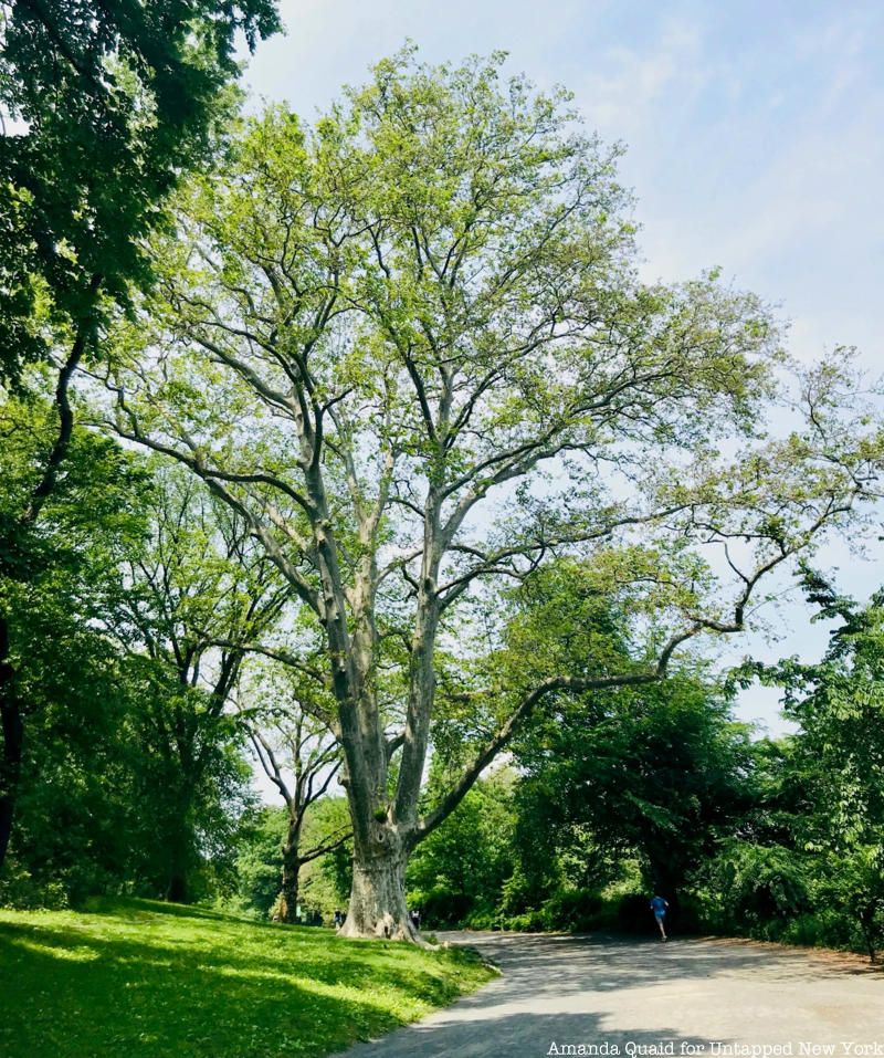 London Plane Central Park tree