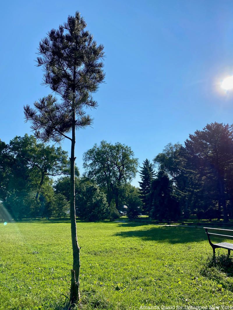 Pinetum in Central Park