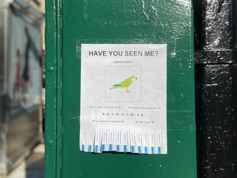 Monk Parrot flyer