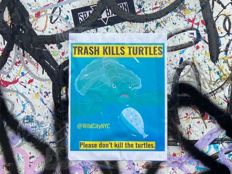 Turtle PSA