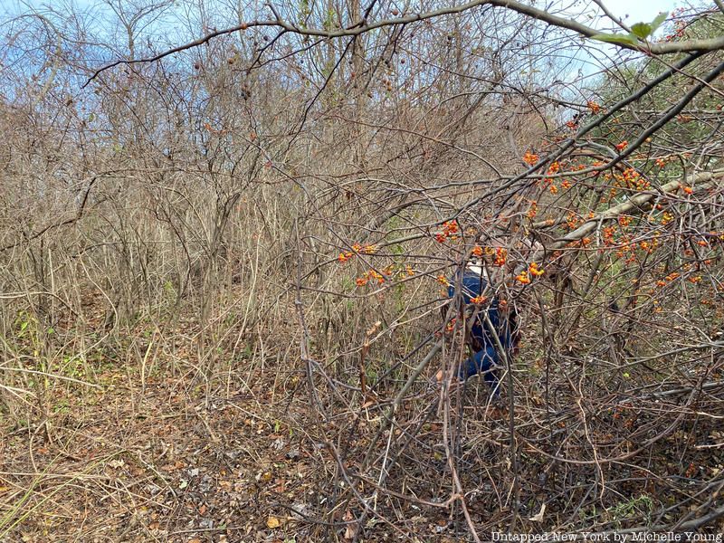 Donald J. Trump State Park thick bramble