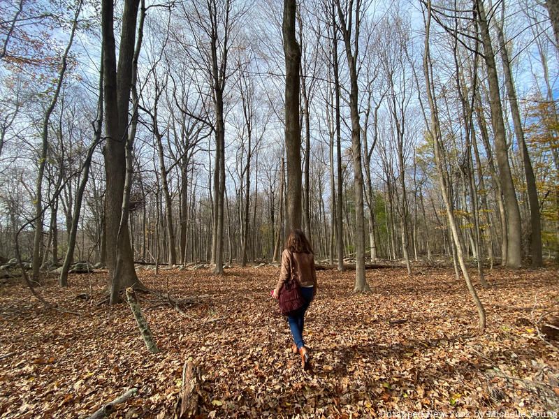 Forest in Donald J. Trump State Park