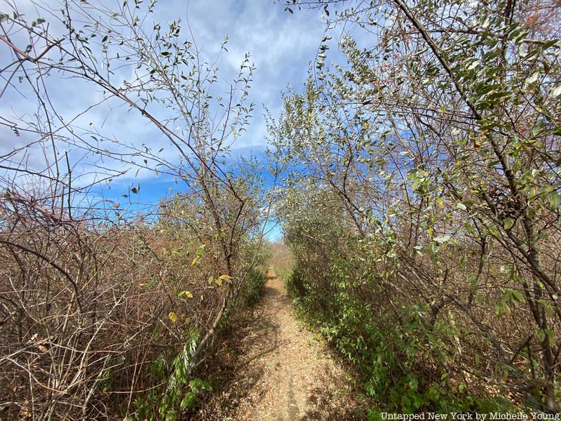 trees on the trail at Donald J. Trump State Park