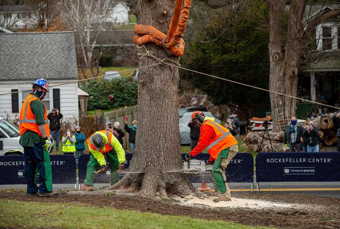 2020 Rockefeller Center Christmas Tree Cutting