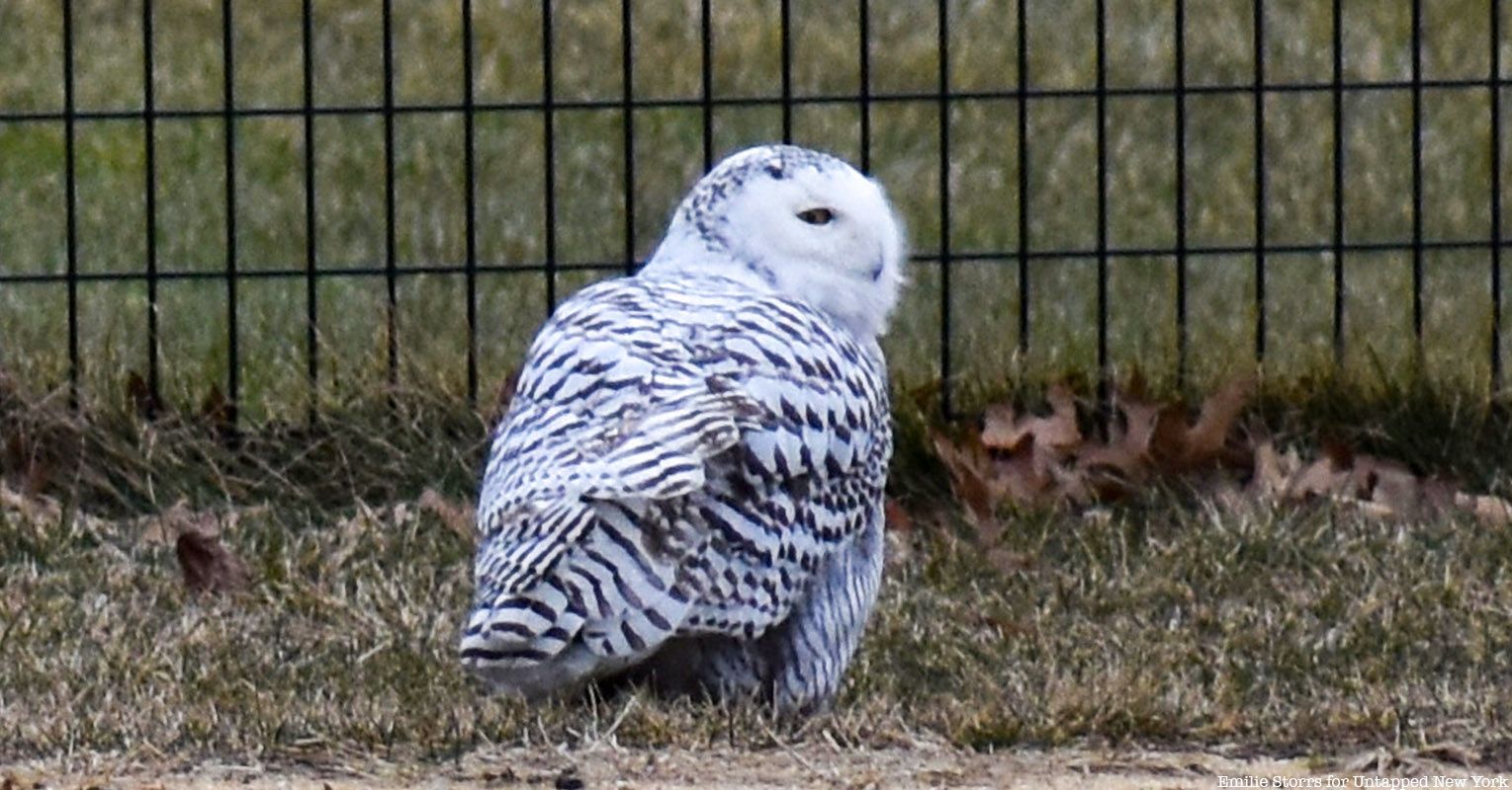 Snowy Owl in Central Park