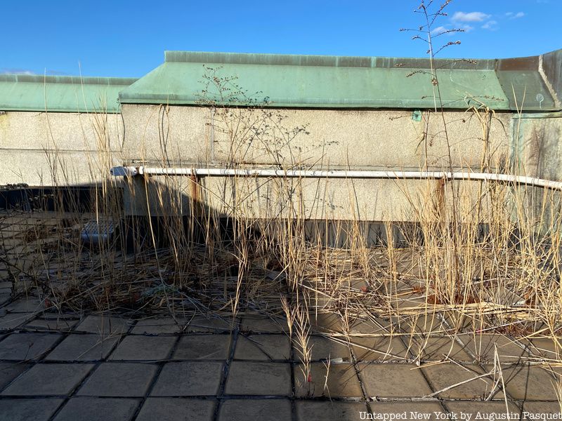 Phragmites on the roof at the Soldiers' and Sailors' Memorial Arch