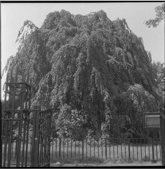 Weeping Beech tree