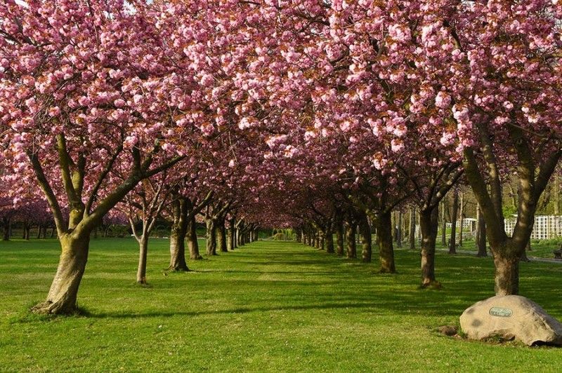 Cherry tree esplanade wherethe sound installation loved by Michael Gordon plays