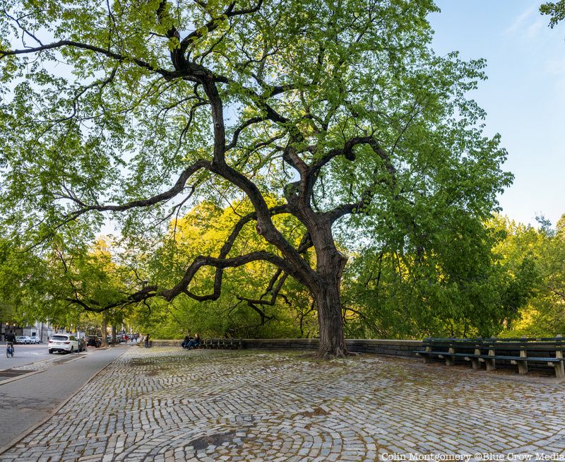 An American Elm in Central Park