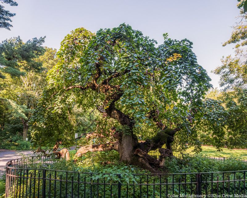 A Camperdown Elm in Prospect Park