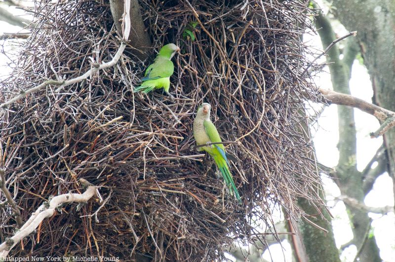 Monk parrots of Green_wood cemetery