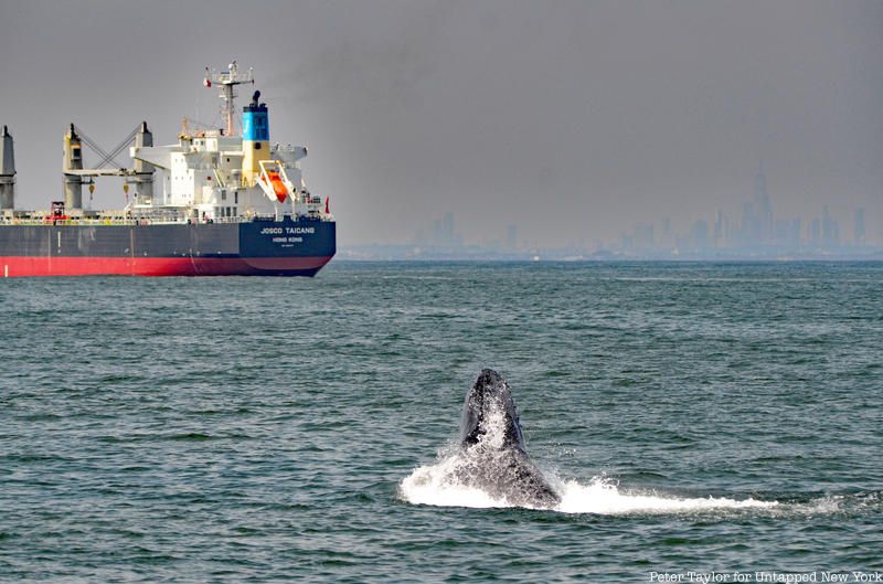 Whale Watching in NYC