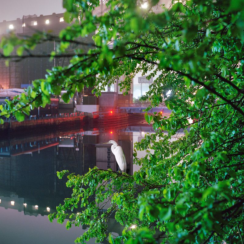 Gowanus Canal by Miska Draskoczy