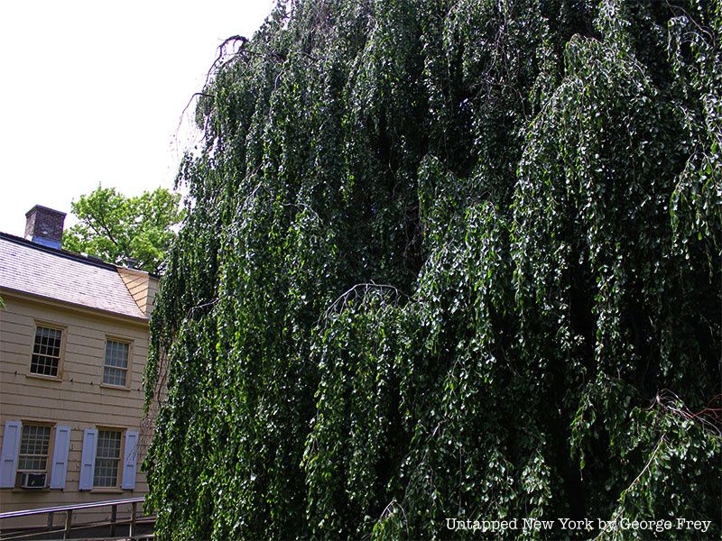 The Weeping Beech, with the yellow Queens Historical Society in the background.