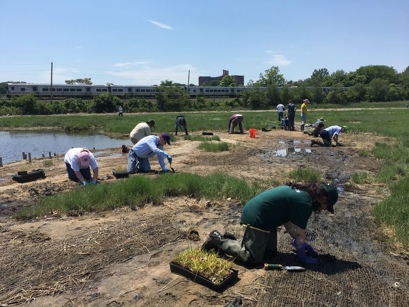 Alley Pools after Planting, Photo courtesy of  Natural Areas Conservancy