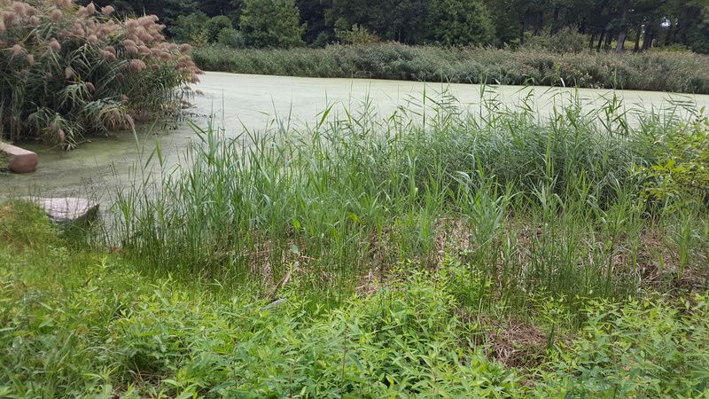 Indian Lake, Photo courtesy of Natural Areas Conservancy