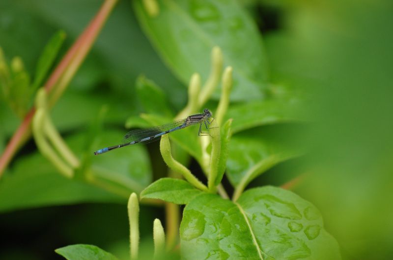 Little Bluet Insect, Photo courtesy of Natural Areas Conservancy