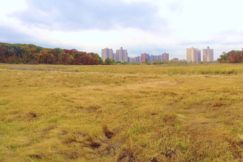 High Marsh in Pelham, Photo courtesy of Natural Areas Conservancy