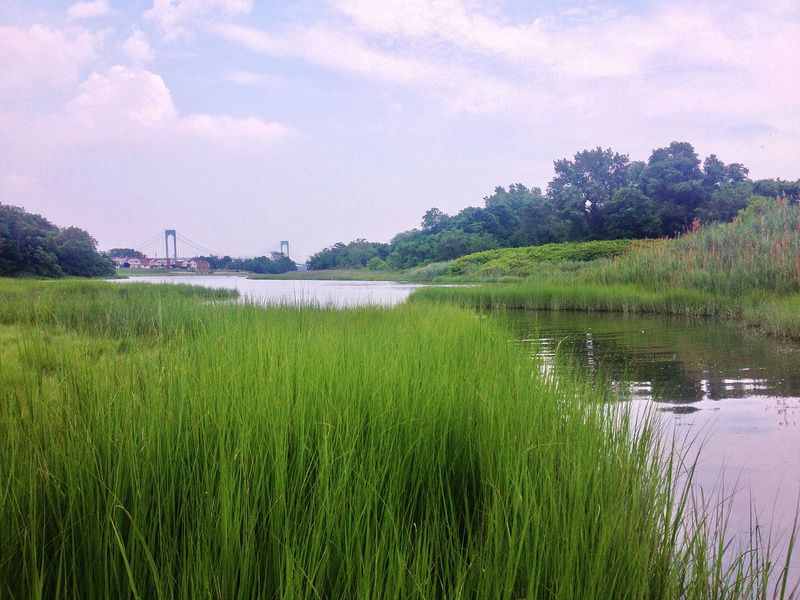 Pugsley Low Marsh, Photo courtesy of Natural Areas Conservancy