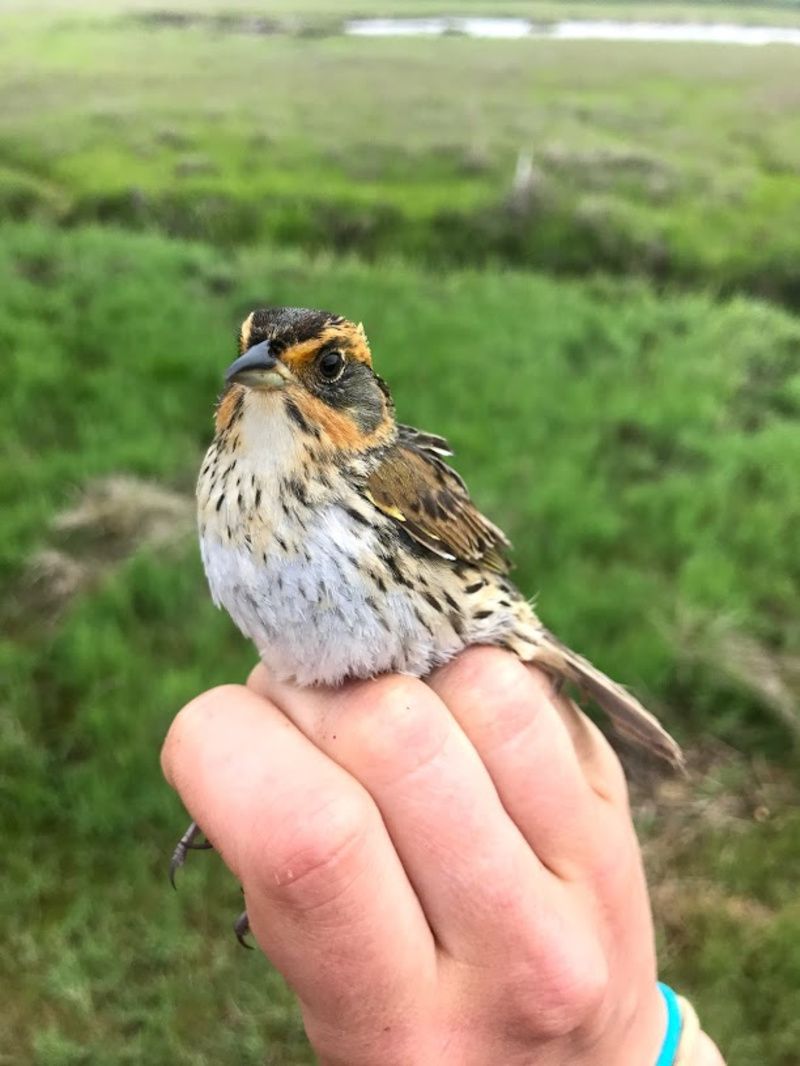 SALS Adult Bird, Photo courtesy of Natural Areas Conservancy