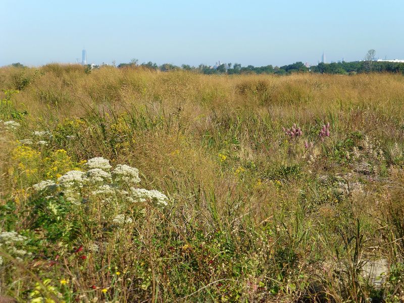 White Island Coastal Grassland, Photo Courtesy of Natural Areas Conservancy