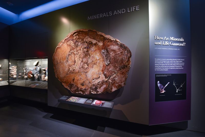 Metasequoia in the Allison and Roberto Mignone Hall of Minerals at the American Museum of Natural History