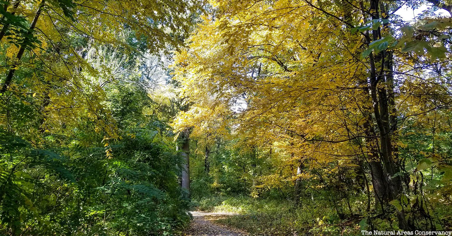 Alley Pond Park trail