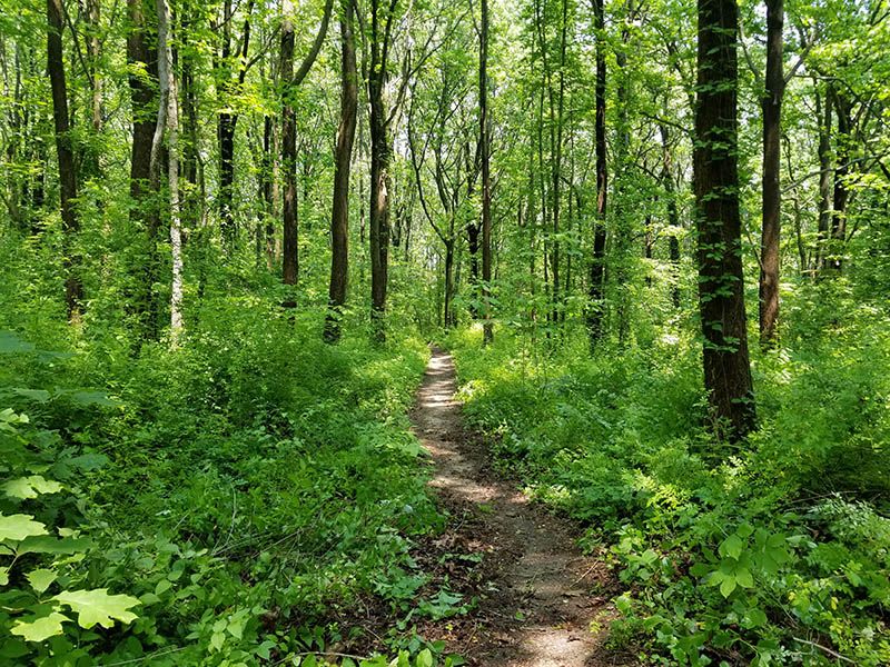 Alley Pond Park trail