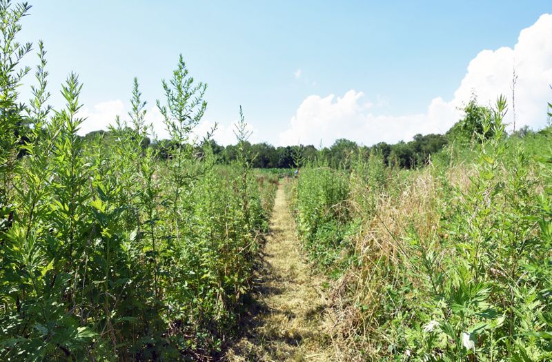 A path within the Field of Dreams.