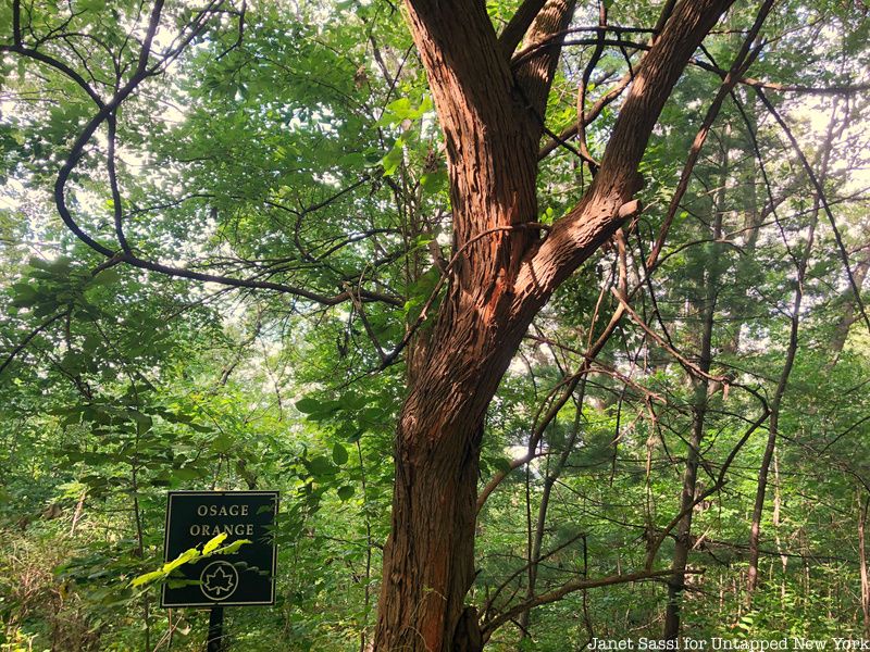 Orange Osage tree at Inwood Hill Park